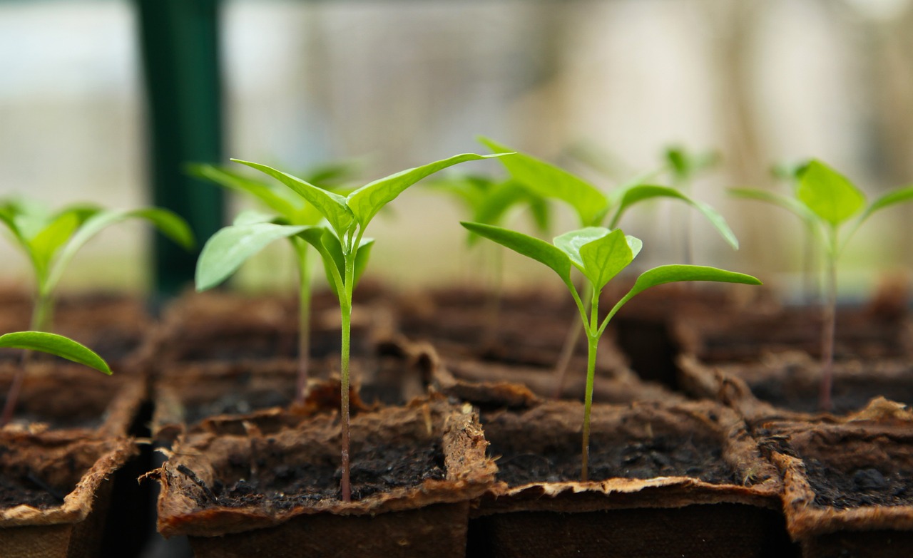 Blackville Community Garden