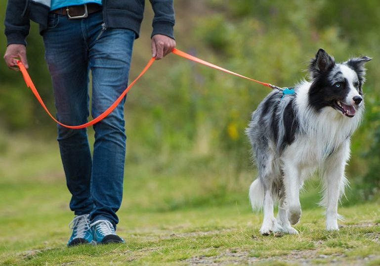 Border Collie an der Schleppleine